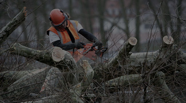 Montreal Tree Service
