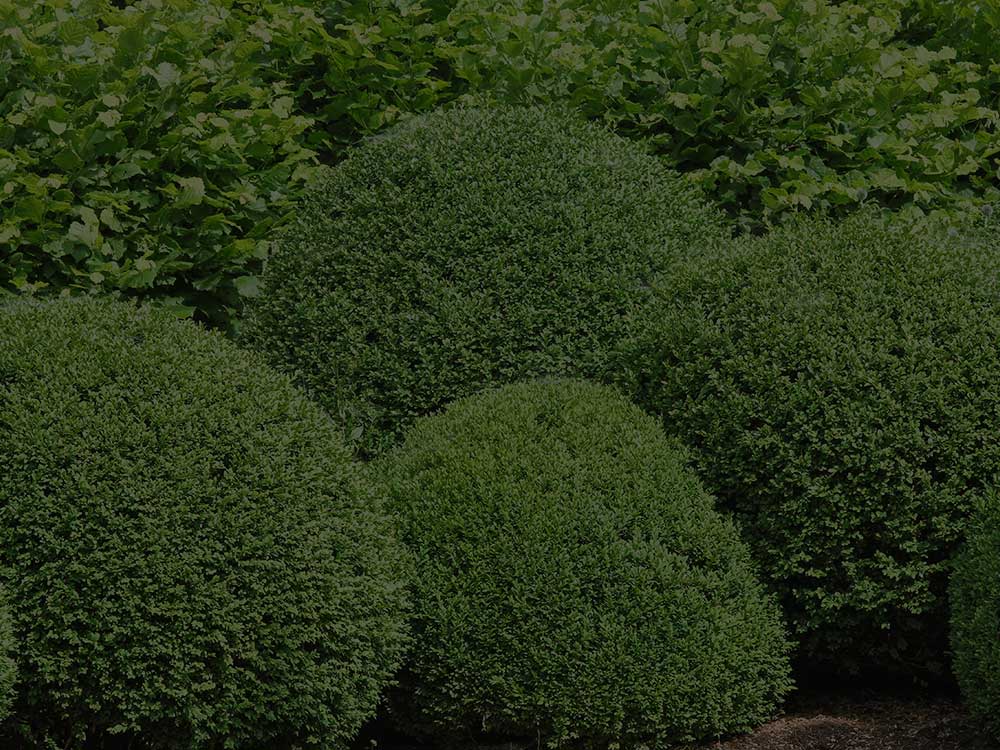 Shrubs and Hedges